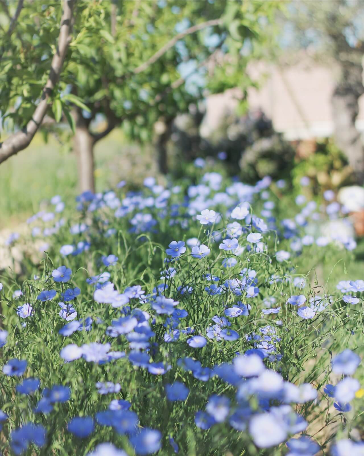 jardin au printemps arbre fleurs