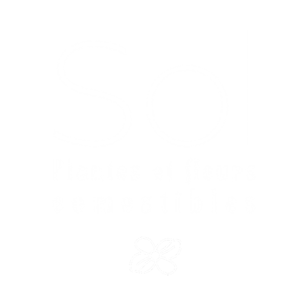 Sol Infusion