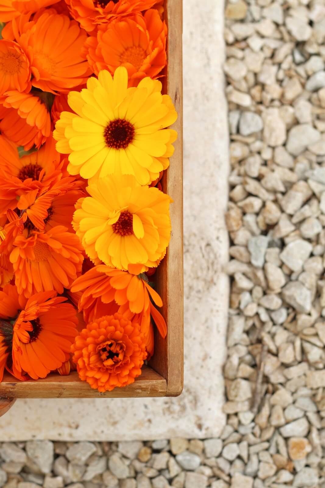 panier fleurs fraiches de calendula souci